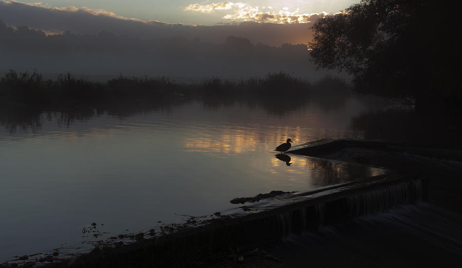 Duck at Dawn Photograph by Ian Merton
