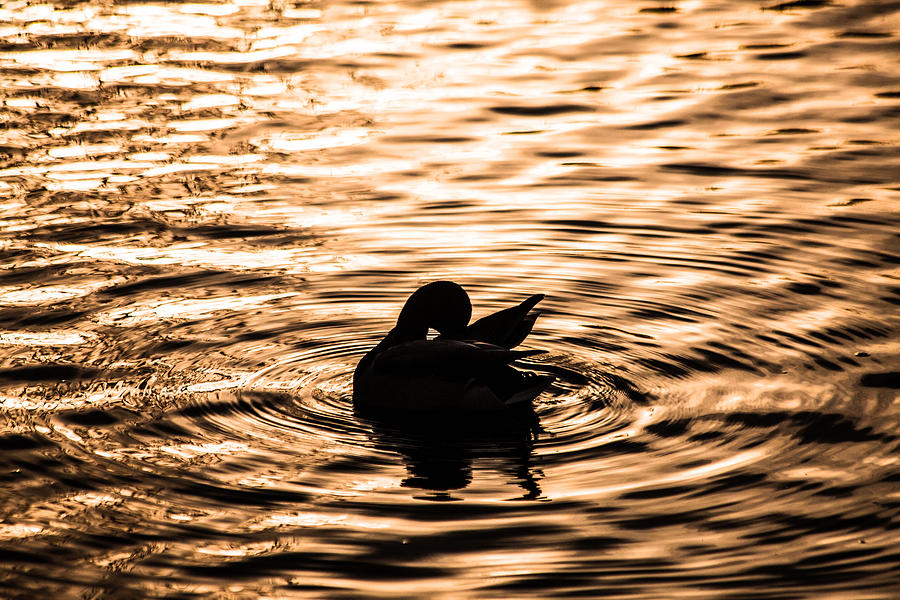 Duck At Dusk Photograph by Karol Livote