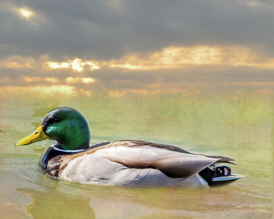 Duck at Sunset Photograph by Leticia Latocki
