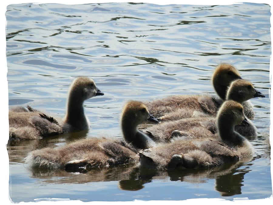 Duck Babies on the Water Photograph by Deborah Kunesh
