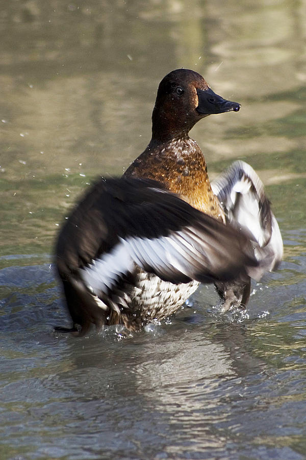 Duck Bath Photograph by Alan Pickersgill