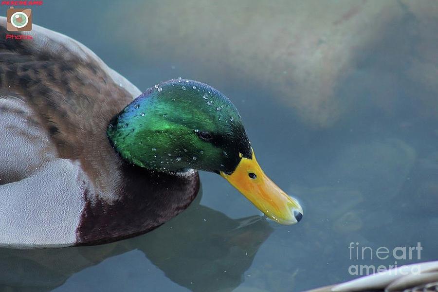 Duck Bath Photograph by Philipp Fradkin - Fine Art America
