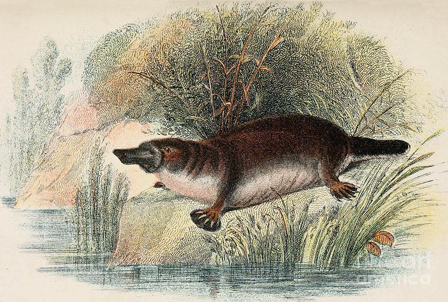 Duck-billed Platypus O. Anatinus Photograph by Biodiversity Heritage Library