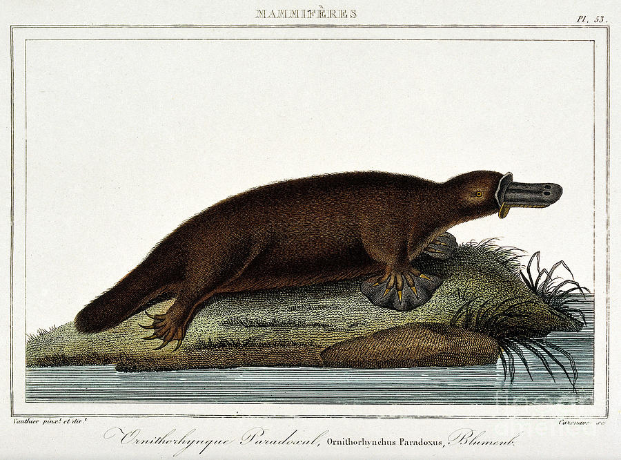 Duck-billed Platypus Ornithorhynchus Photograph by Wellcome Images