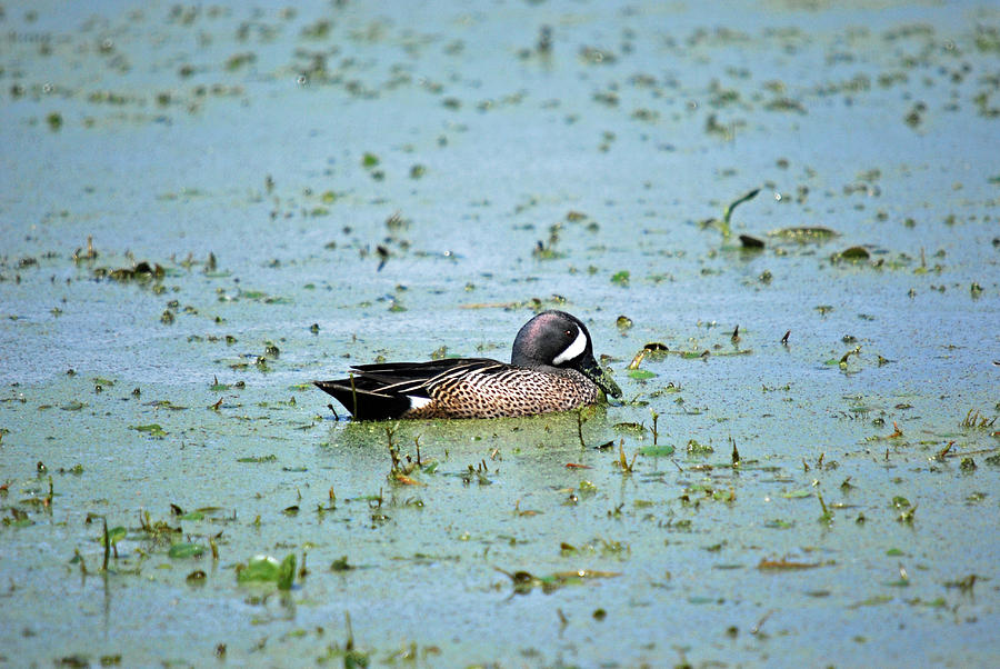 Duck Bluegreen Photograph by Teresa Blanton