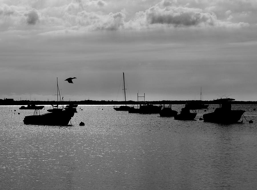 Duck Boats Photograph by David DeCenzo - Fine Art America