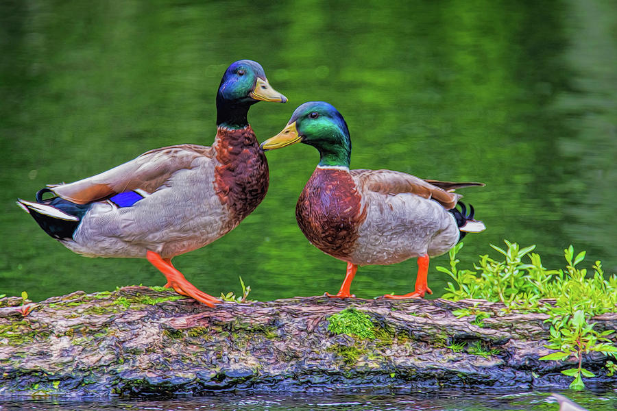 Duck Buddies Photograph by Cathy Kovarik