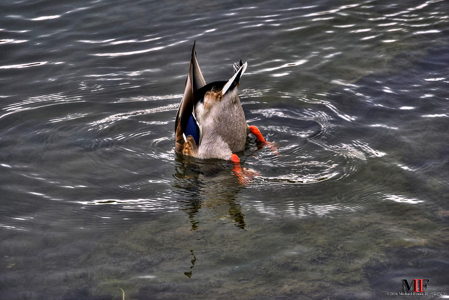 Duck Butts Photograph by Michael Frank Jr