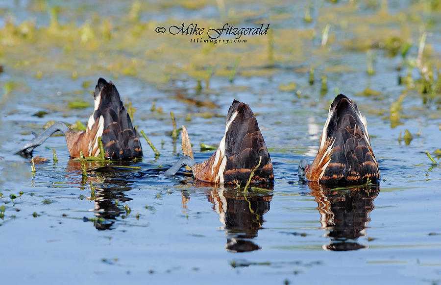 Duck Butts by Mike Fitzgerald Duck Butts by Mike Fitzgerald