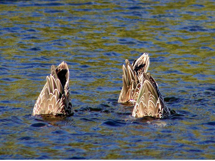 Duck Photograph - Duck Butts by Tracy Siebels