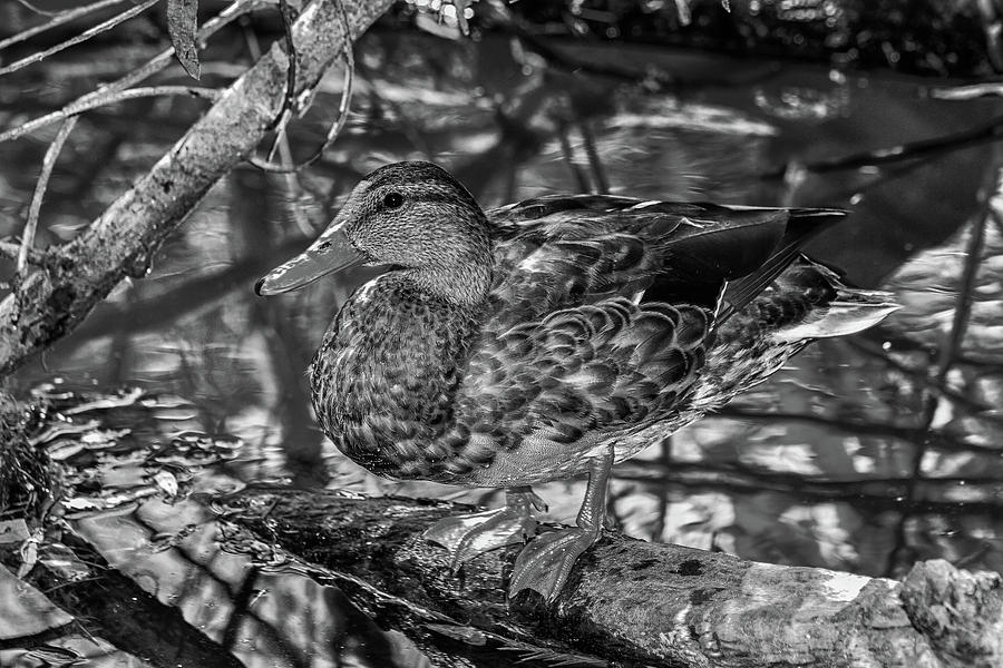 Duck BW2 Photograph by Robert Hebert