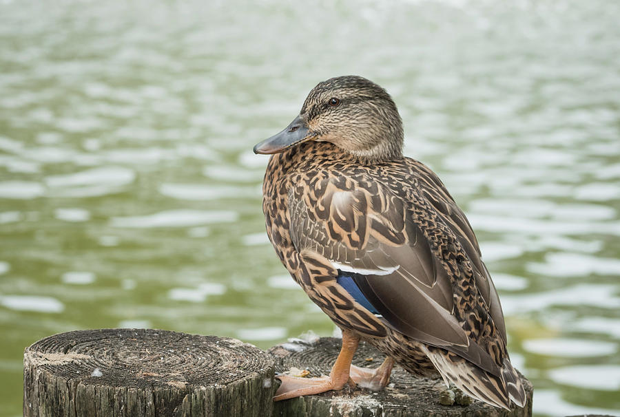 Duck by the Pond by Serena Vachon Duck by the Pond by Serena Vachon