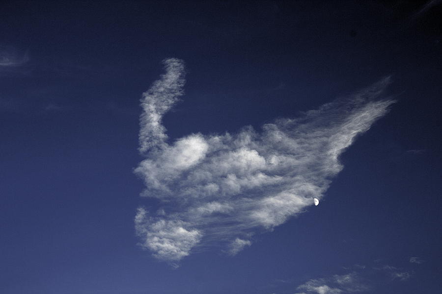 Duck Cloud Photograph by Viktor Savchenko
