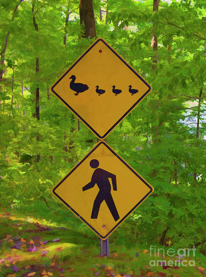 Duck Crossing Photograph by Jennifer Stackpole - Fine Art America