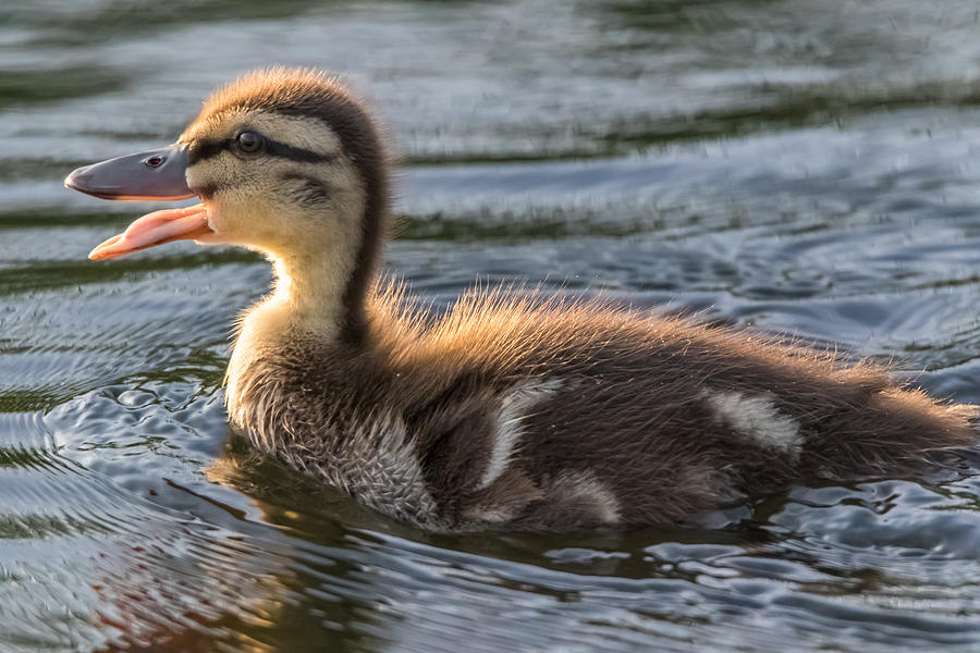 Duck Cry Photograph by Marc Crumpler