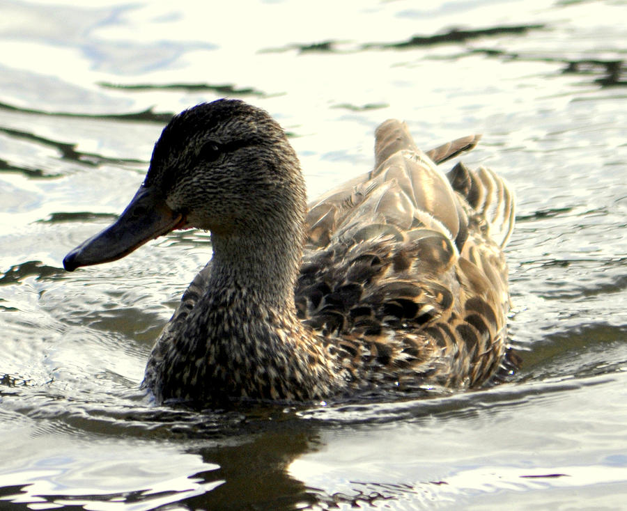 Duck Pyrography by Dave Lund - Fine Art America