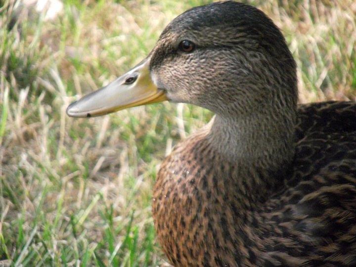 Duck Photograph by Desiree Little - Fine Art America