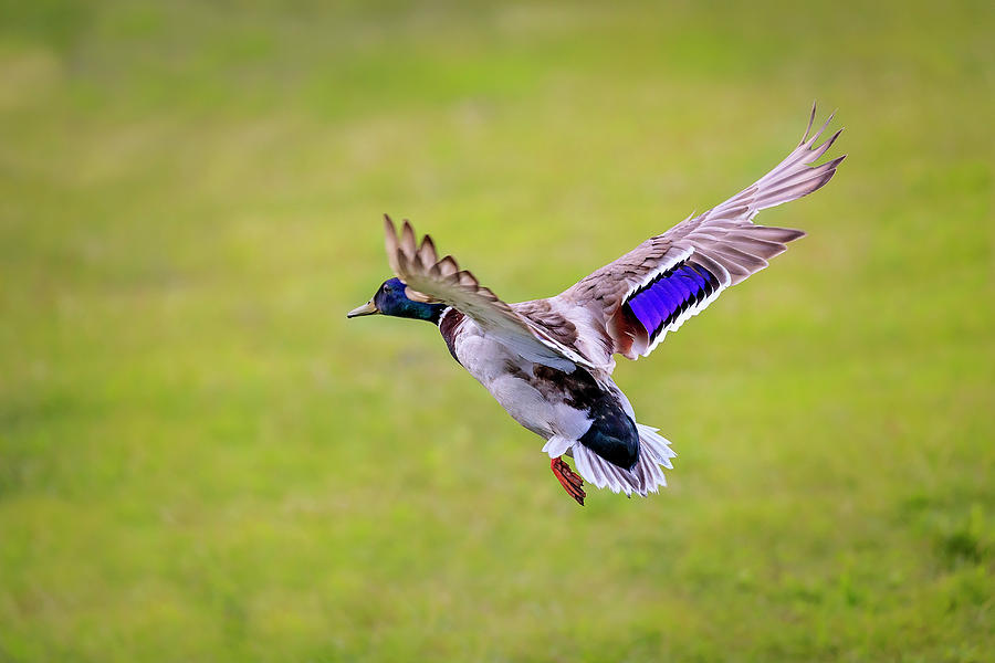 Duck-drake Photograph by Peter Lakomy