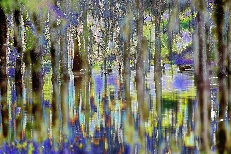 Duck Dream Swamp Photograph by Don Columbus