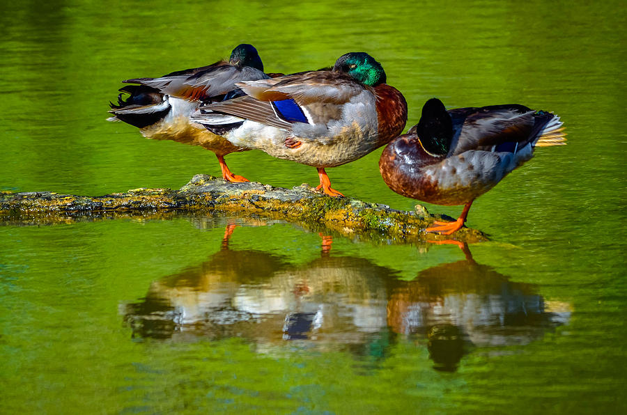 Duck Dreams Photograph by Brian Stevens