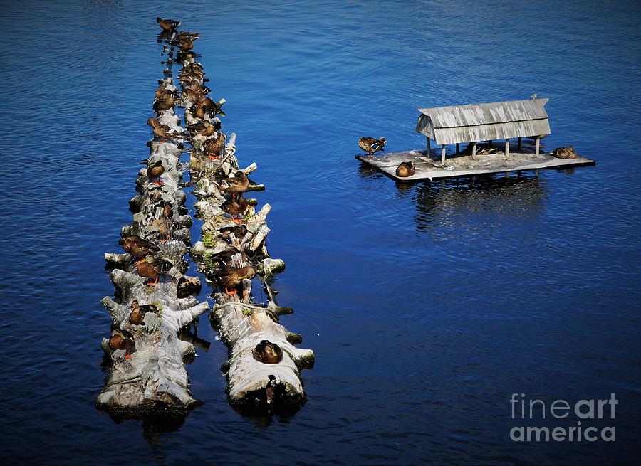 Duck Drop-Inn by CJ MAINOR Duck Drop-Inn by CJ MAINOR