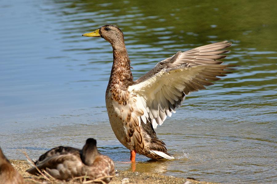 Duck drying off Photograph by Jo-Ann Matthews