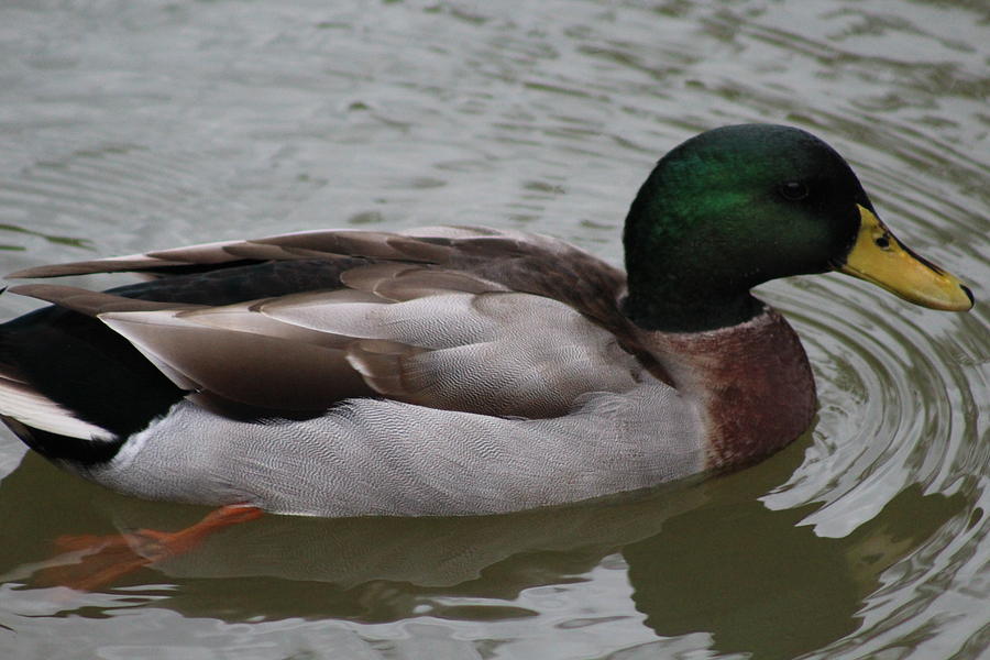 Duck Duck ... Not a Goose Photograph by Macy Martinage - Fine Art America