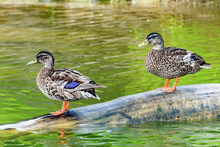 Duck Duck Photograph by Erich Grant