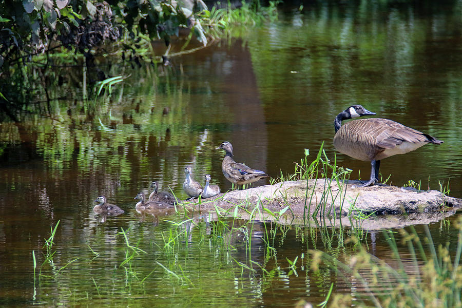 Duck Duck Goose Photograph by Brook Burling