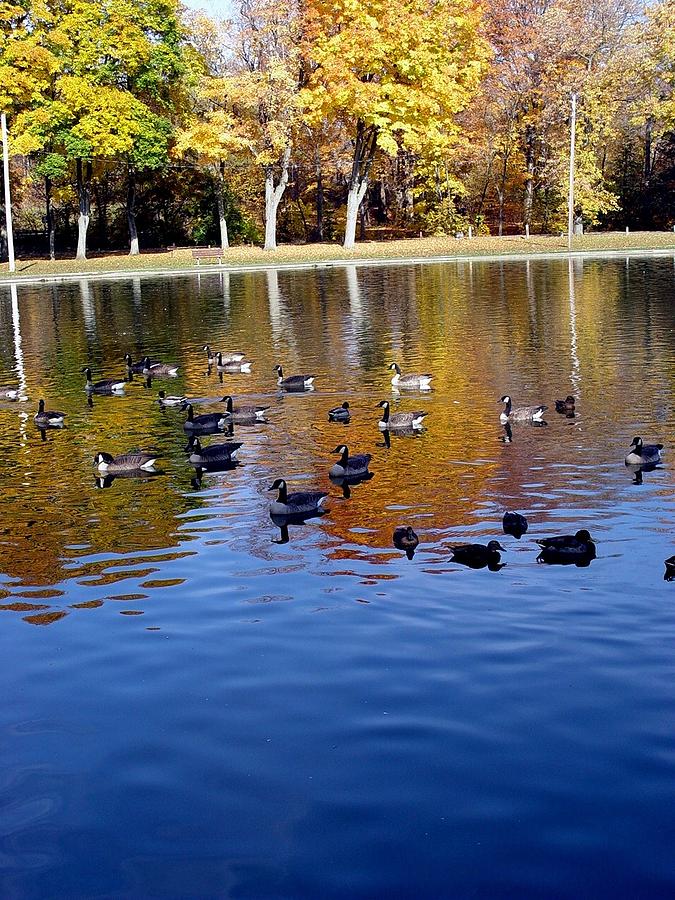 Duck, Duck, Goose Photograph by Jack Diamond