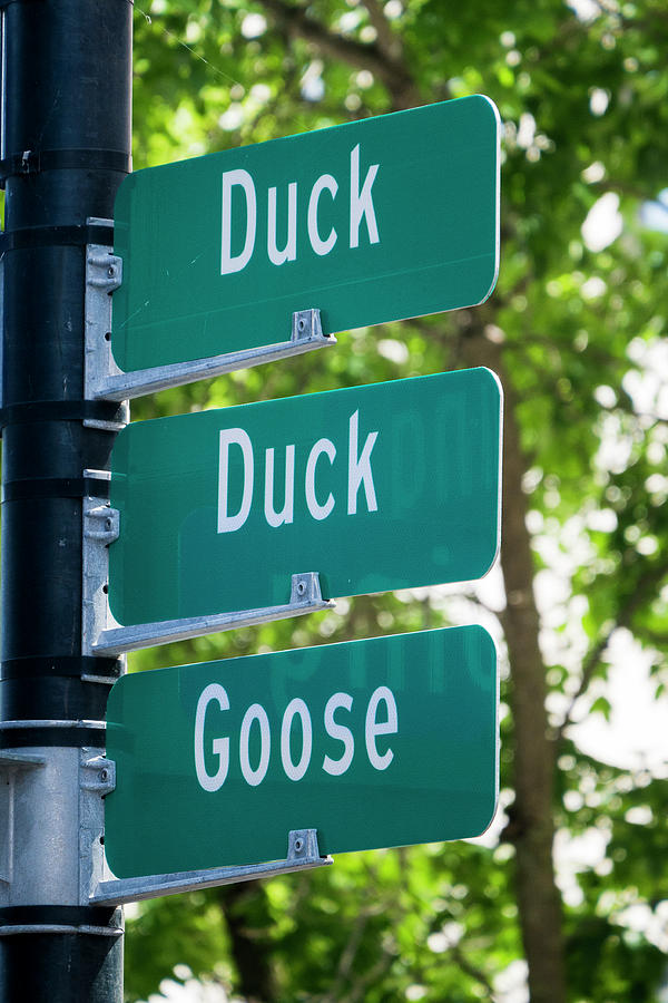 Duck Duck Goose Photograph by Steven Ralser