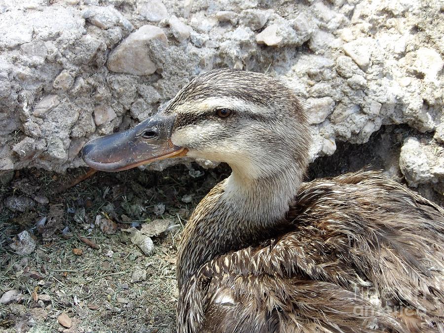 Duck Duck Gray Duck Photograph by L Cecka