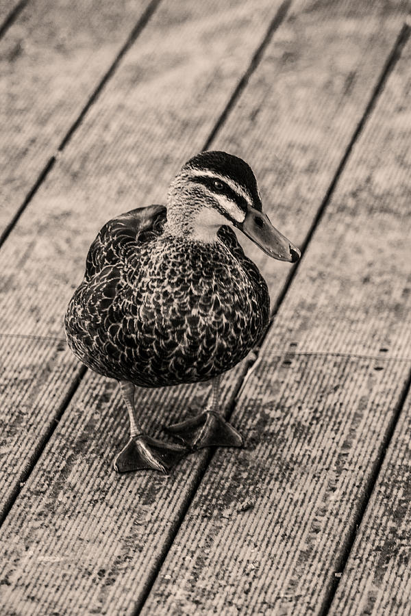 Duck Duck by Naomi Burgess Duck Duck by Naomi Burgess