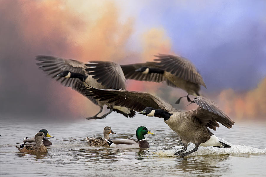 Duck Ducks 2 Photograph by Randy Hall