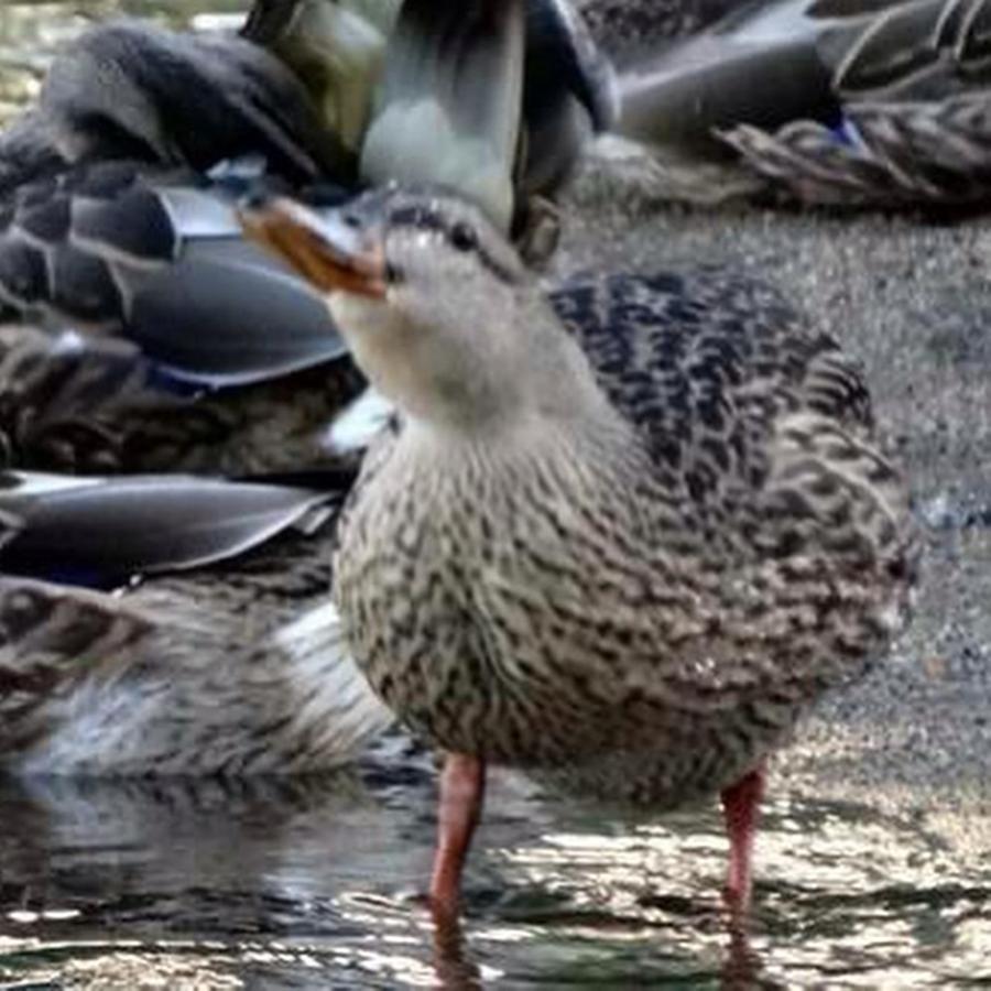 Duck Photograph - #duck #ducks #capturemn by Angela Ness