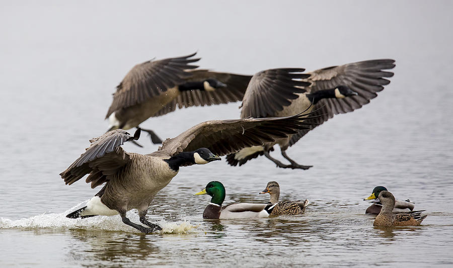 Duck Ducks Photograph by Randy Hall