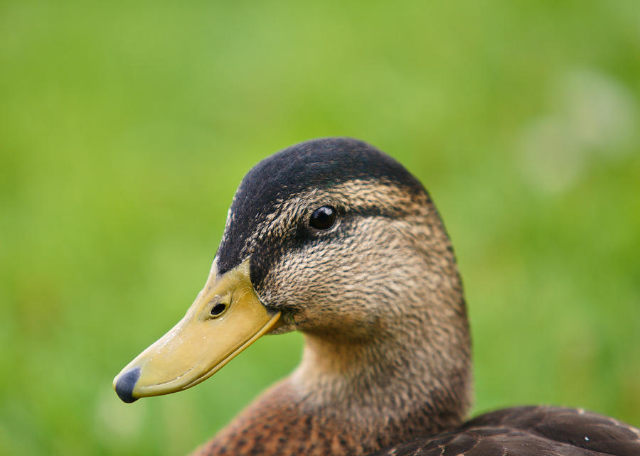 Duck Photograph by Edward Myers