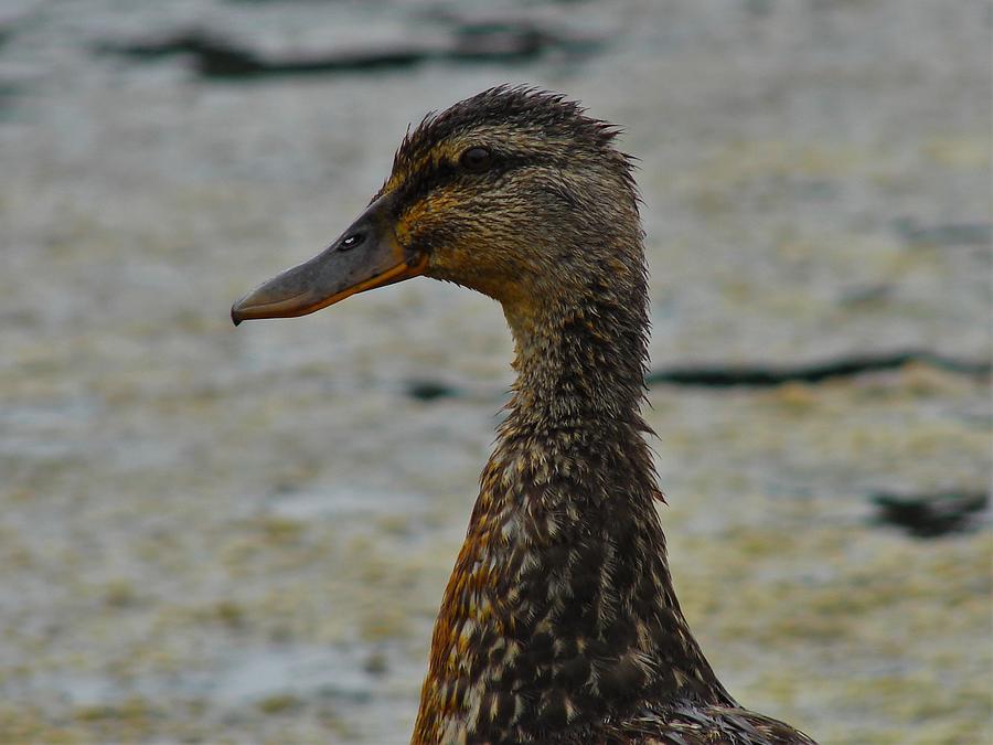 Duck Eyes Photograph by Carl Moore