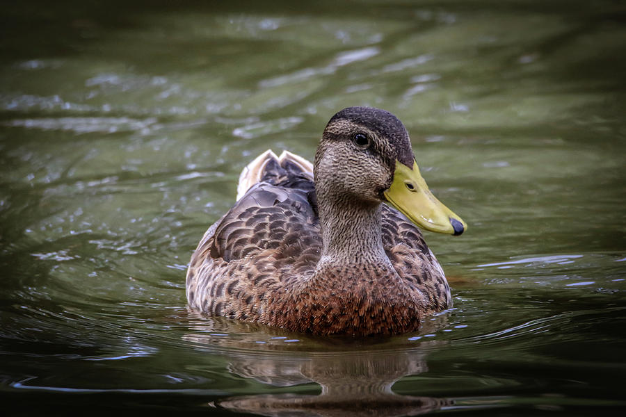 Duck Face Photograph by Ray Congrove