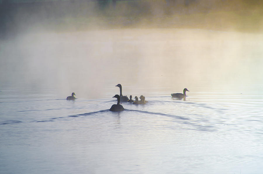 Duck Family at Sunrise Photograph by Bill Cannon