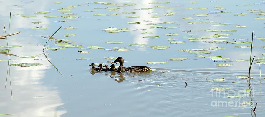 Duck Family Photograph by Esko Lindell