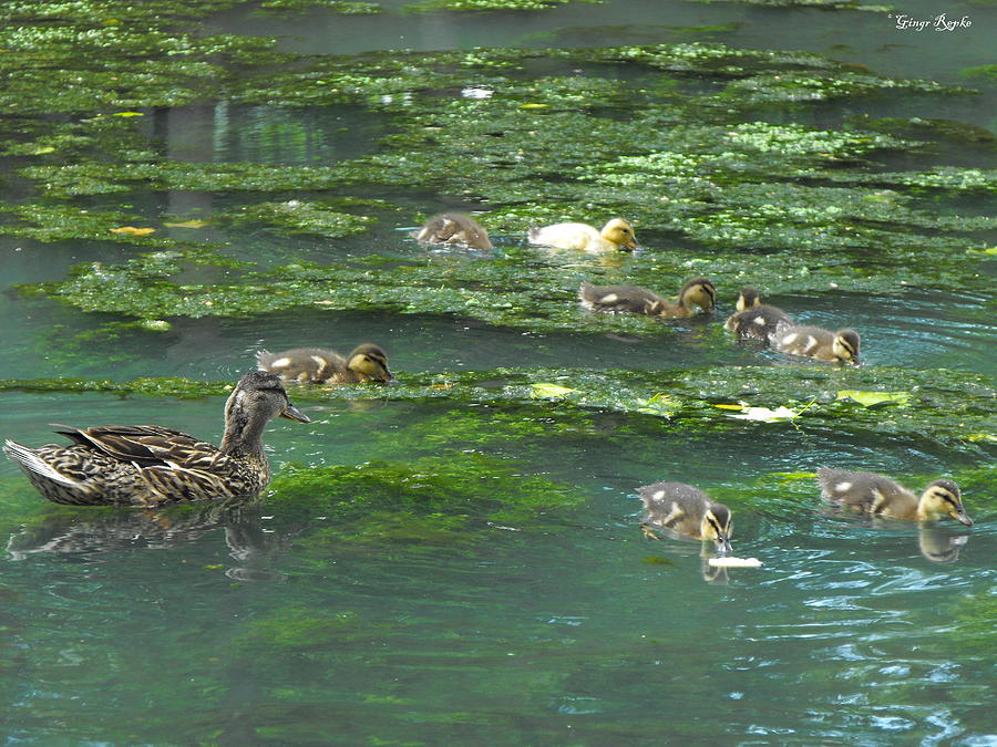 Duck Family Hoppe Springs Photograph by Ginger Repke | Fine Art America