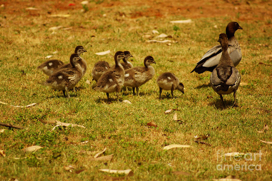 Duck Family I Photograph by Cassandra Buckley