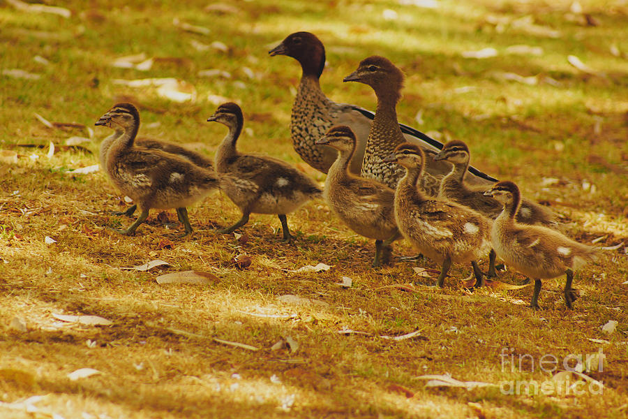 Duck Family II Photograph by Cassandra Buckley