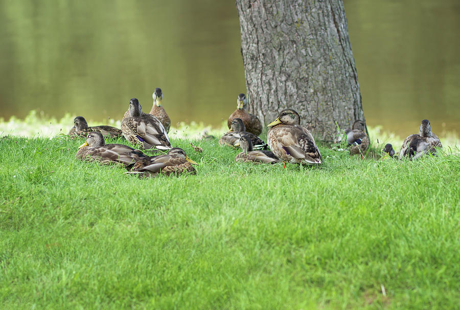 Duck Famly Photograph by Tammy Chesney