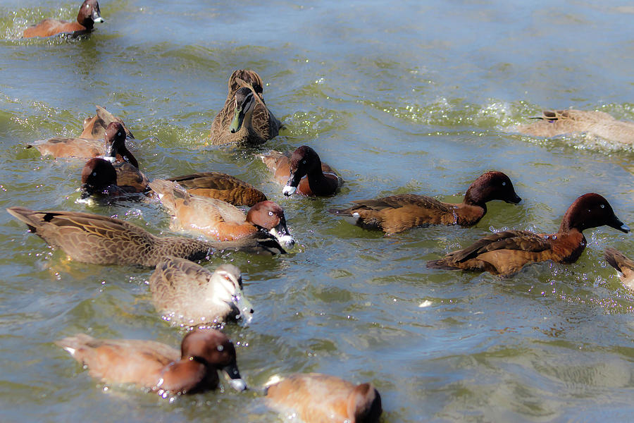 Duck Photograph - Duck Feeding Frenzy by Miroslava Jurcik