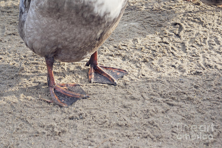 Duck feet in the sand Photograph by Cindy Garber Iverson