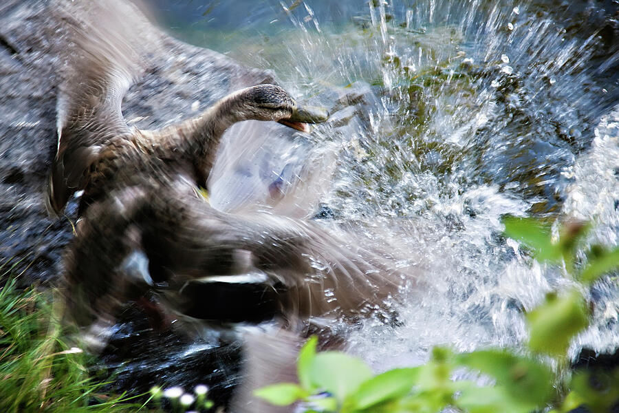 Duck fighting Photograph by Tatiana Travelways