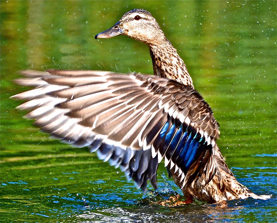 Duck Flapping Wings Photograph by Danielle Sigmon