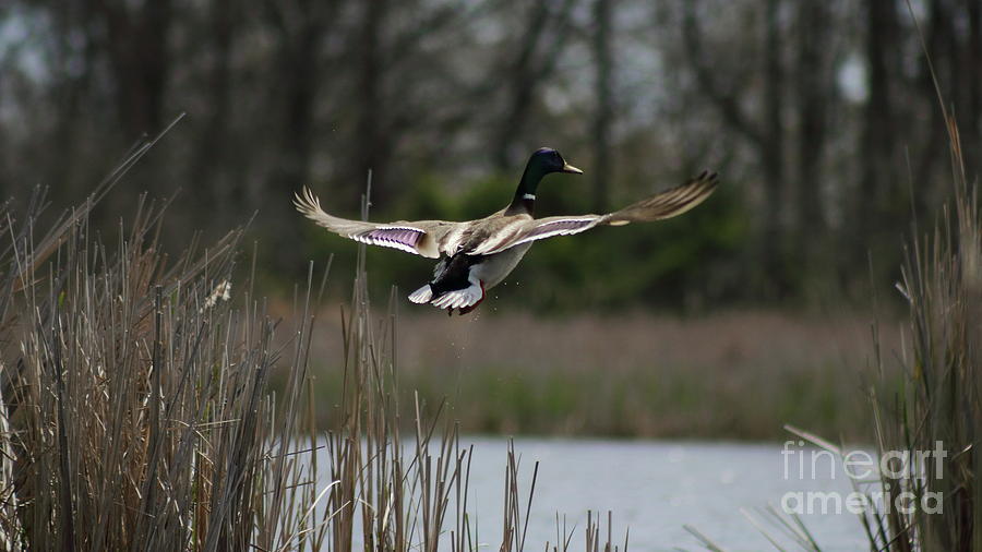 Duck Flight Photograph by Erick Schmidt